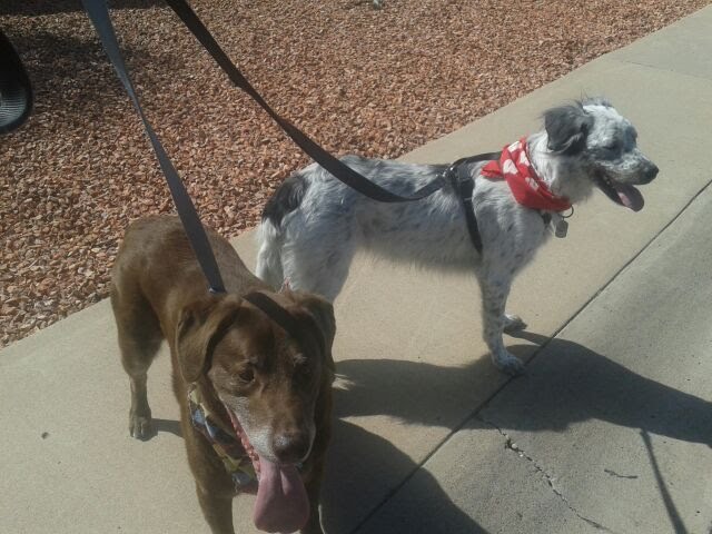 Scottsdale and Arcadia Dog Walking