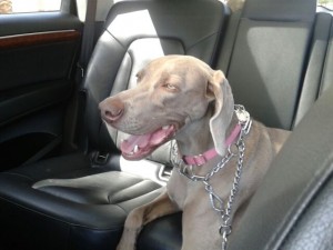Scottsdale and Arcadia Pet Taxi