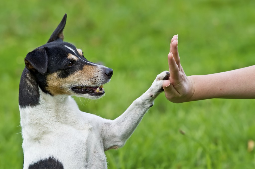 High Paw