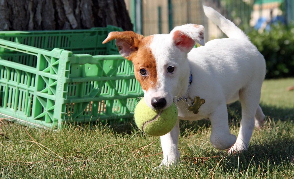 puppy-w-ball